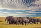 Zooskooñ: Pioneering the Future of Ethical Wildlife Conservation